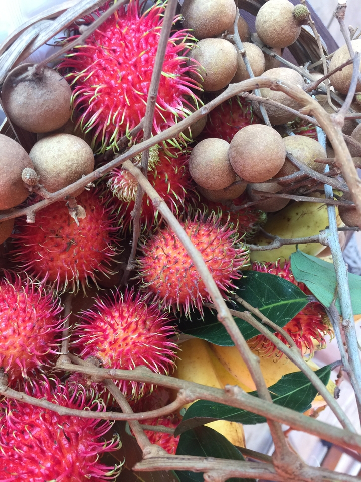 Gros plan de fruits tropicaux avec des ramboutans.