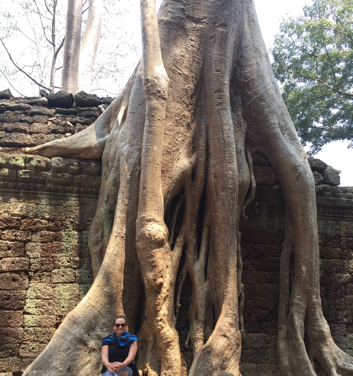 Racines d'un grand arbre poussant sur des ruines antiques.