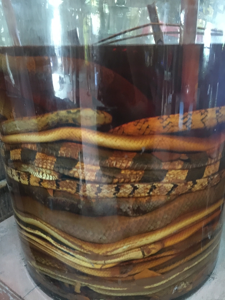 Snakes preserved in a jar.