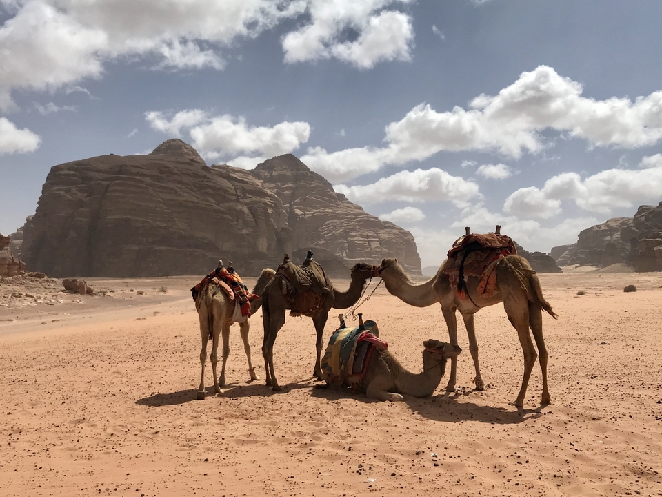 Camels resting with a desert landscape in the background.