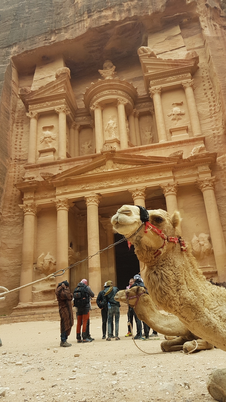 Camel in front of the Treasury in Petra.