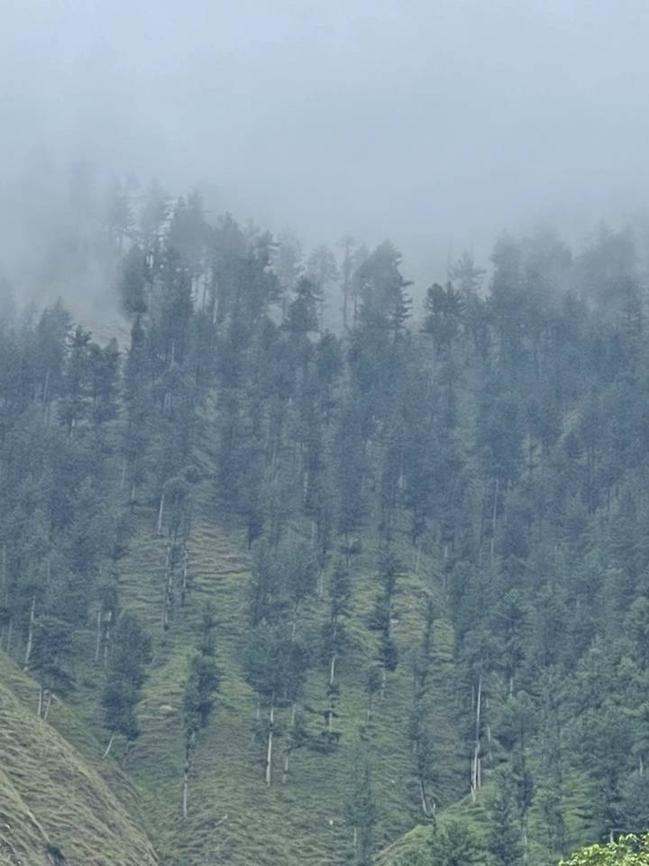 Forested mountainside seen through fog.