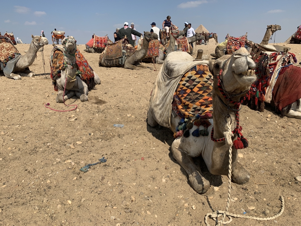 Camels resting on the sandy ground.