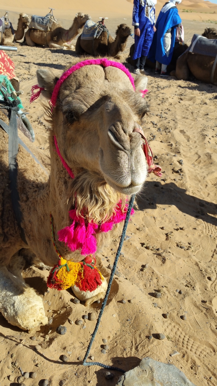 Close-up of a camel's face decorated with tassels.