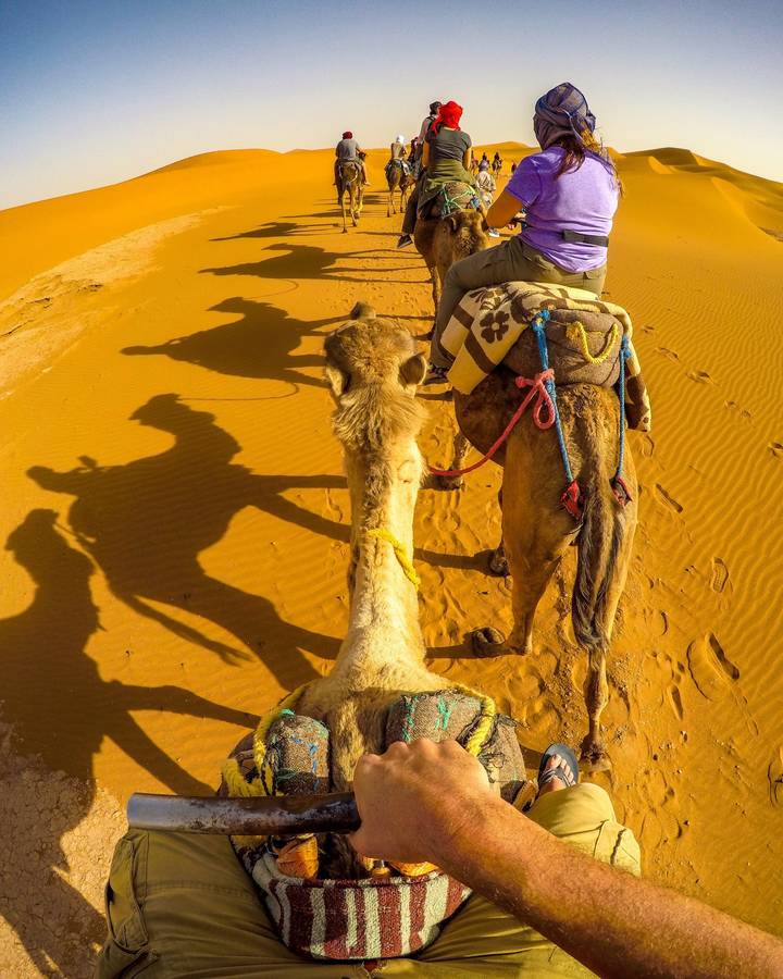 Camel trekking in the desert with shadows cast on the sand.