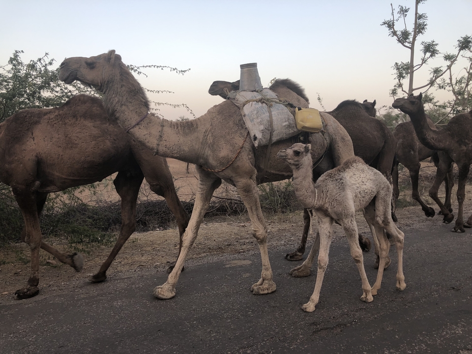 Chameaux avec des charges sur une route, avec un jeune chameau dans le groupe.