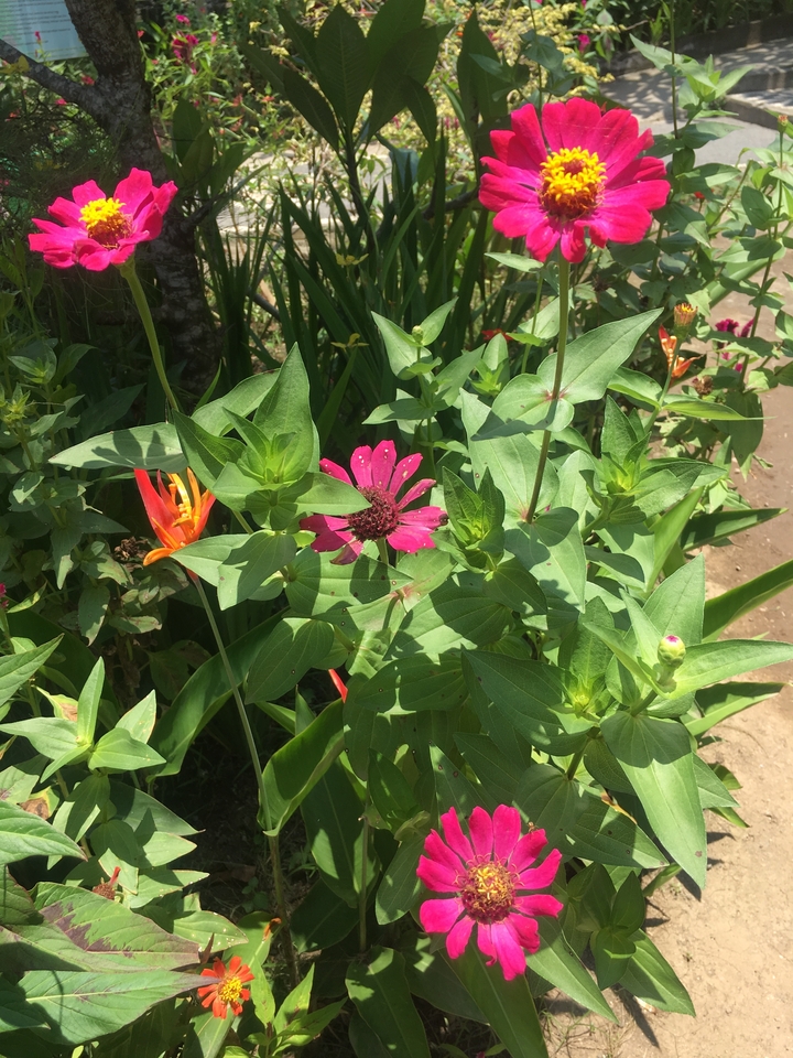 Colorful flowers and green foliage in a garden.