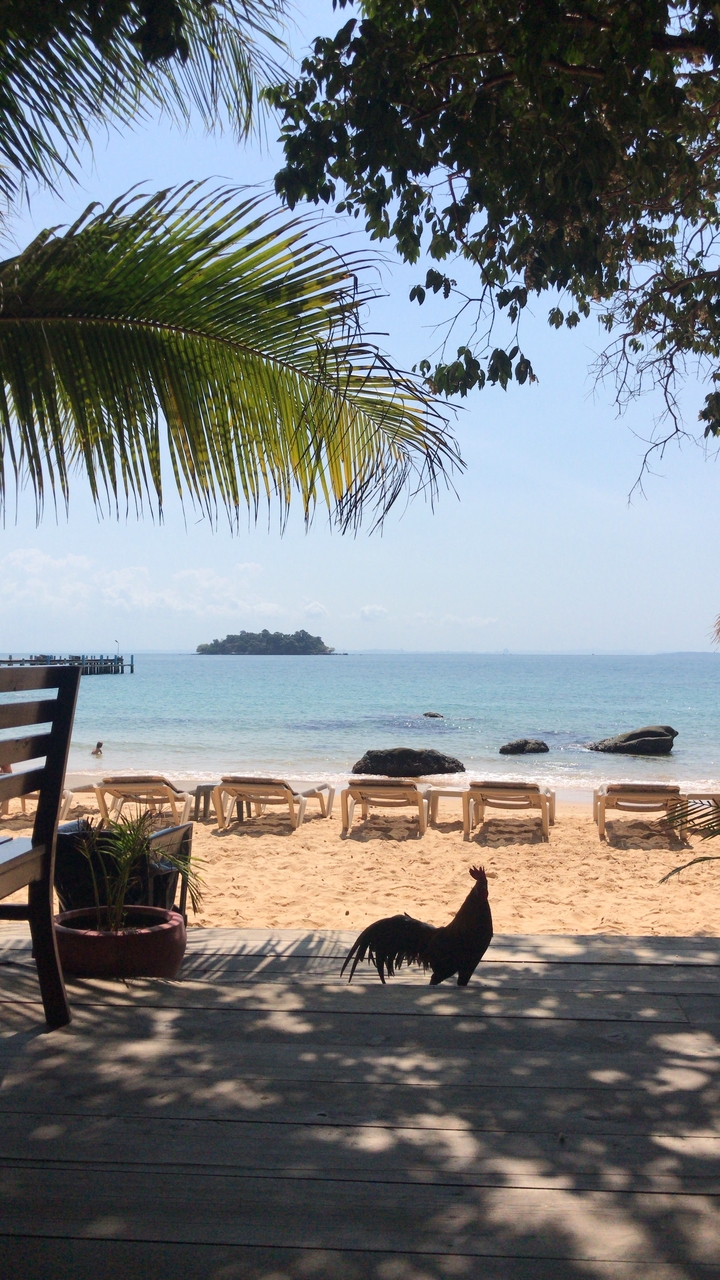 Empty beach with chairs and a view of a small island.