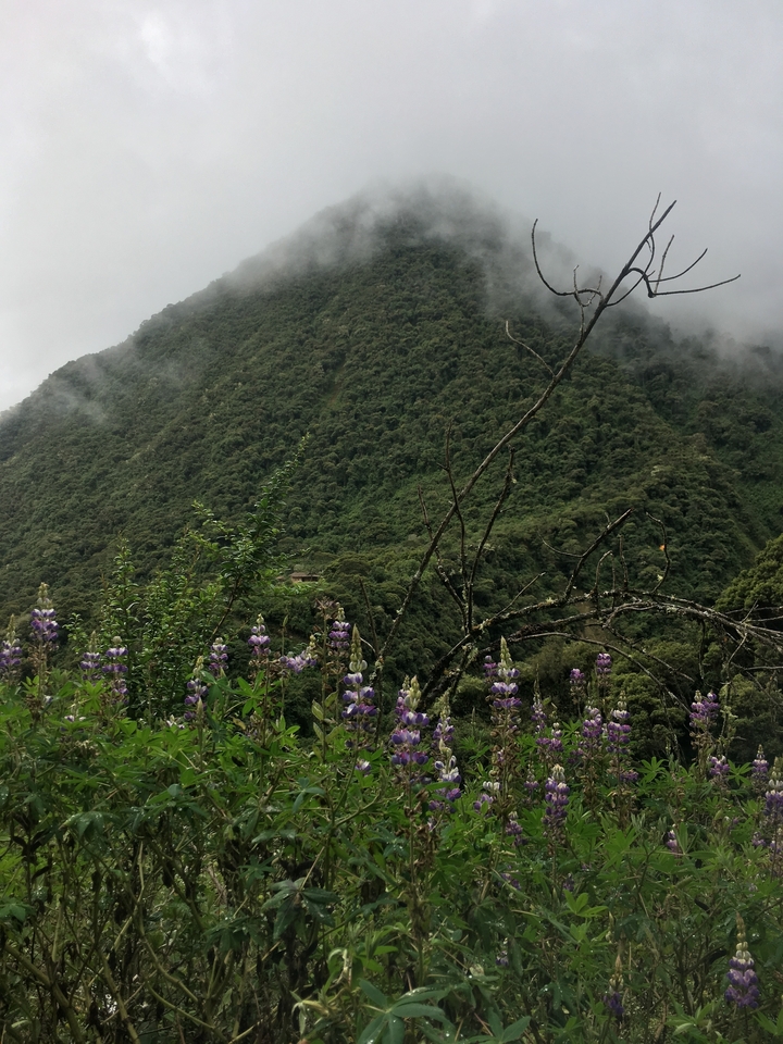 Wildflowers in front of a mountain shrouded in mist.