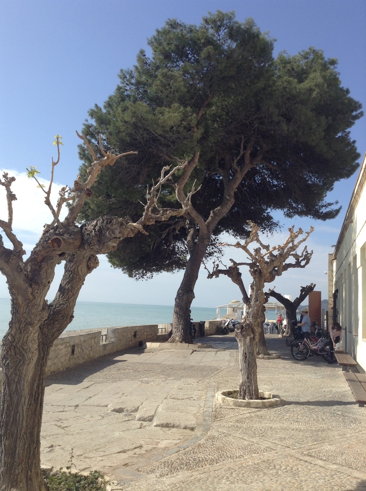 Seaside promenade with cyprus trees and people.