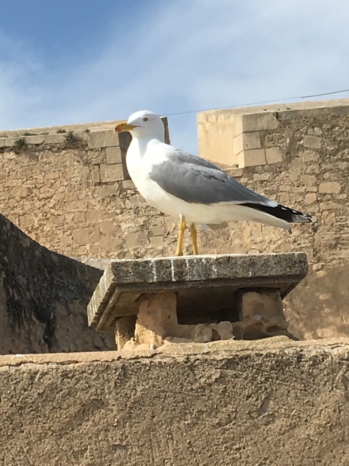Close-up of a seagull perched on a stone ledge with historic walls.