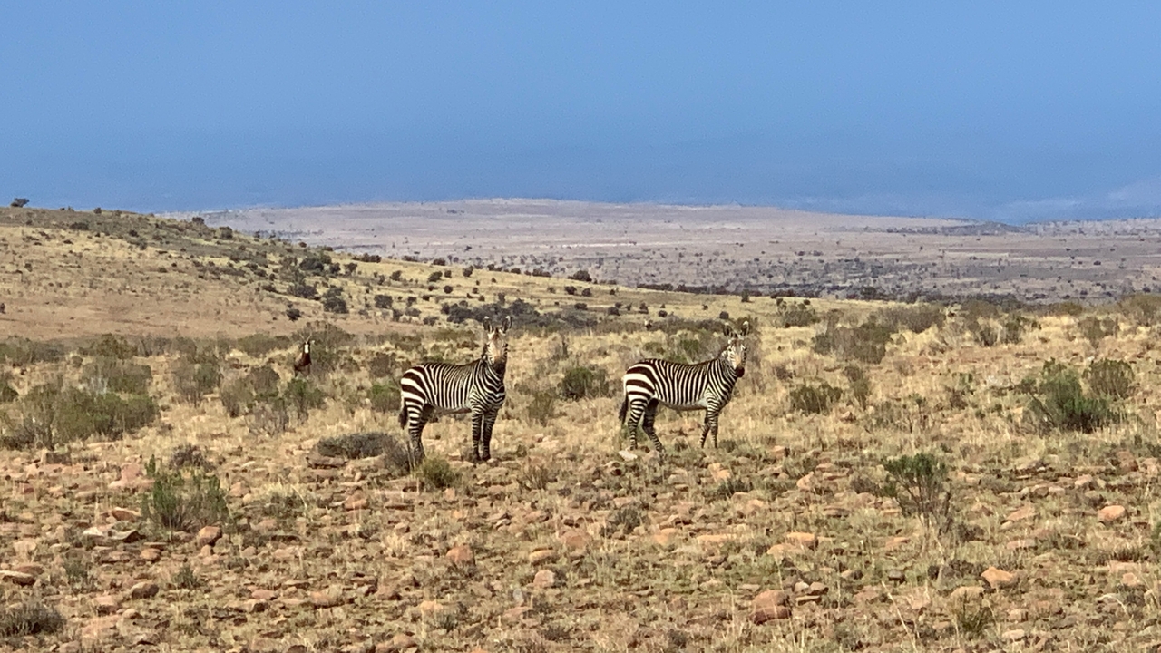 Des zèbres se tenant debout dans un vaste paysage de savane.