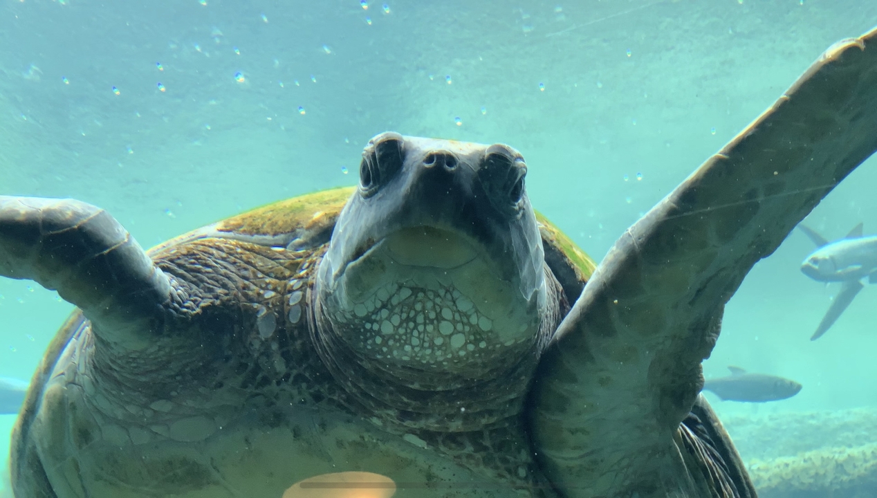 Gros plan d'une tortue sous l'eau avec d'autres poissons en arrière-plan.