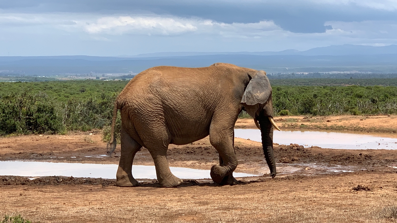 Un éléphant marchant près d'un point d'eau avec des collines en arrière-plan.