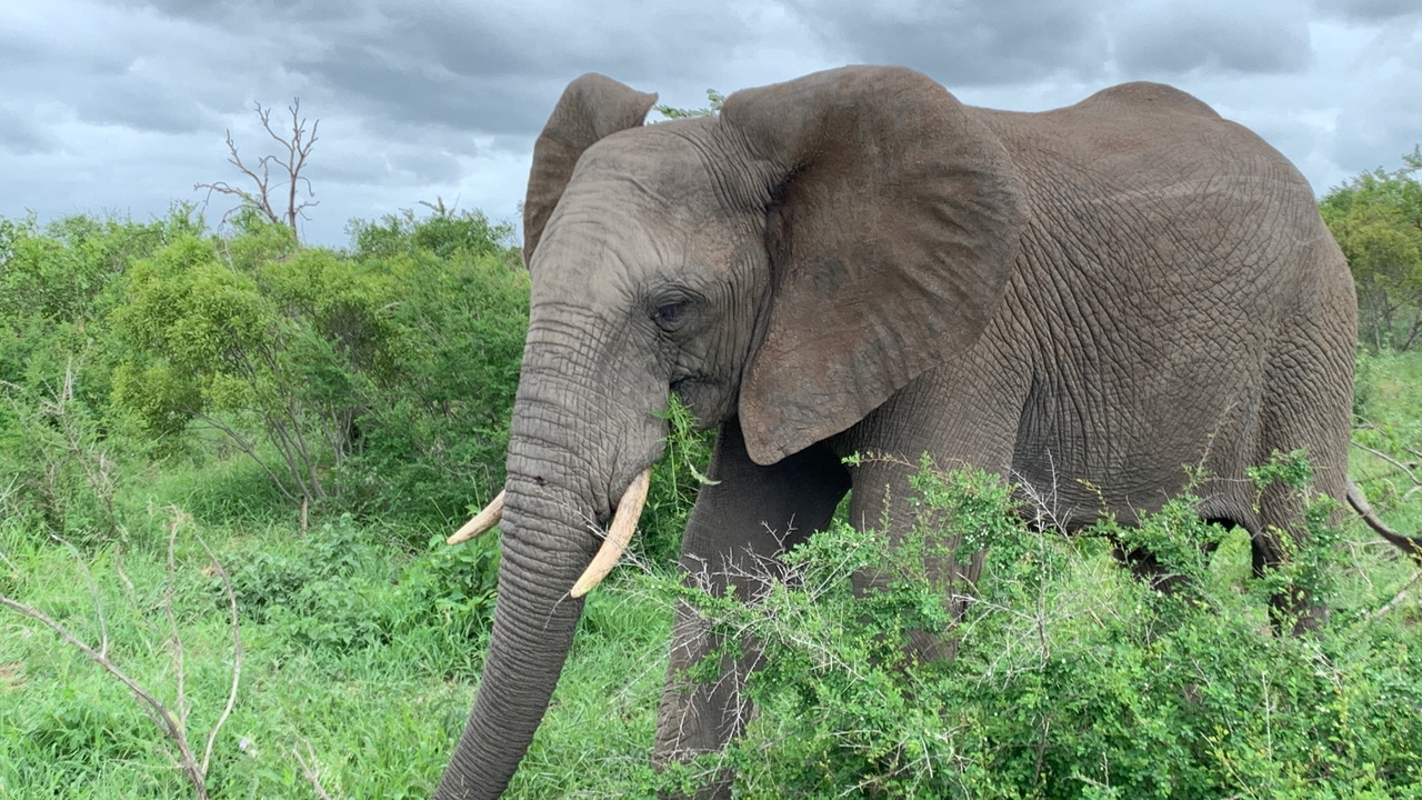 Vue rapprochée d'un éléphant broutant dans une zone verdoyante luxuriante.
