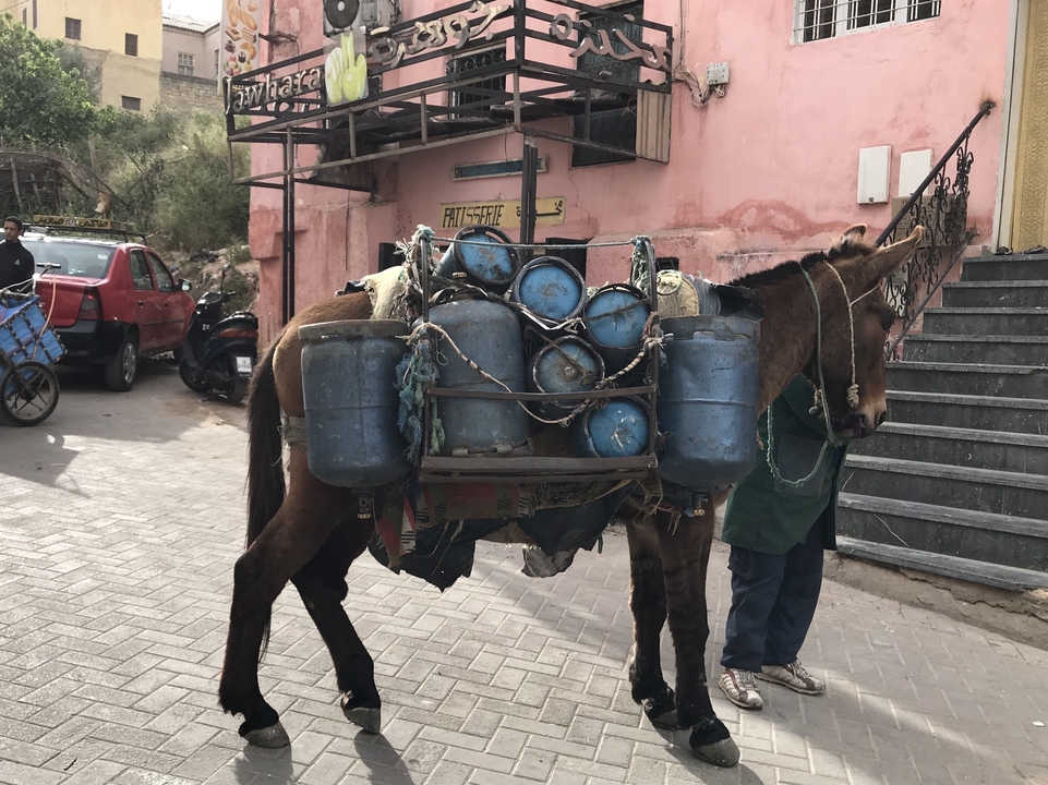 Donkey carrying gas cylinders through a street.
