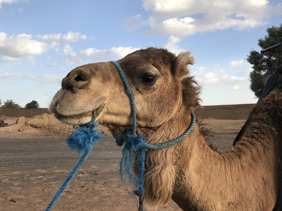 Close-up of a camel's head with blue rope.