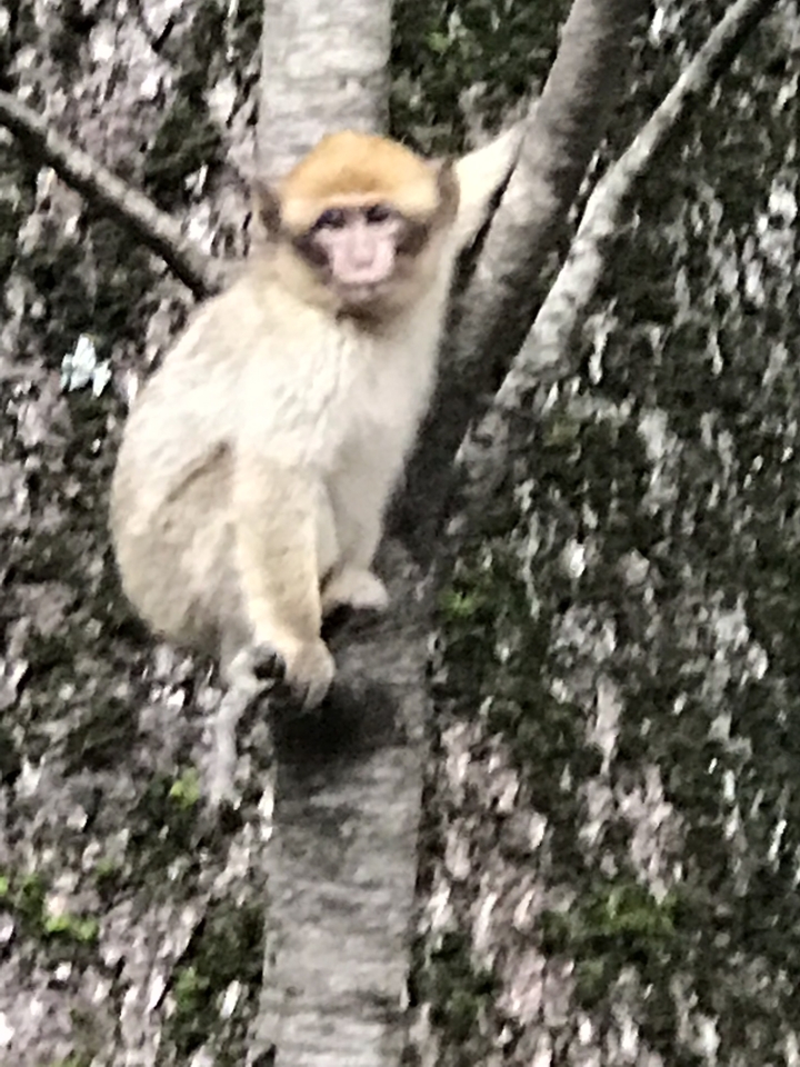 Blurry image of a white animal in a tree.