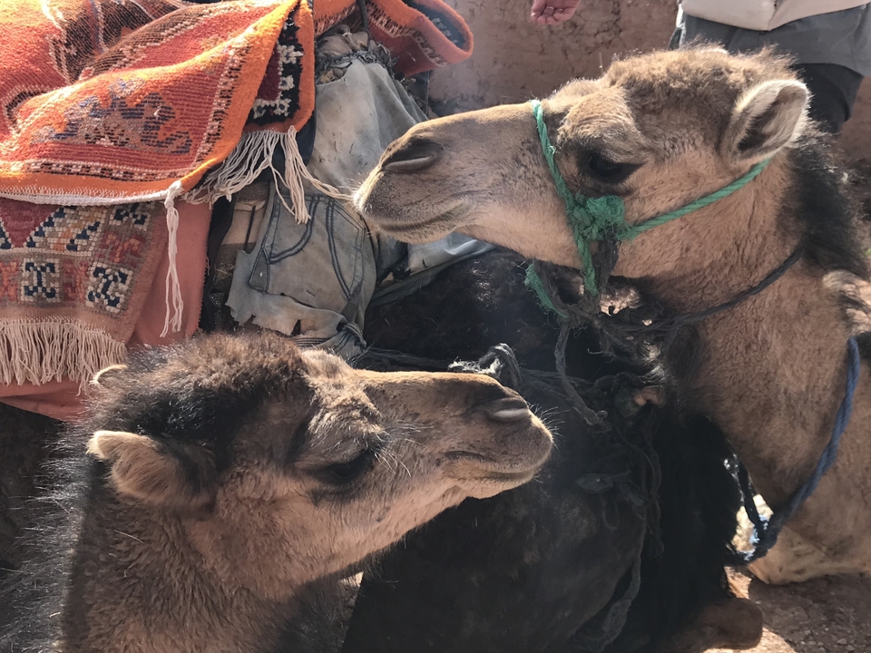 Two camels with colorful saddles and ropes.