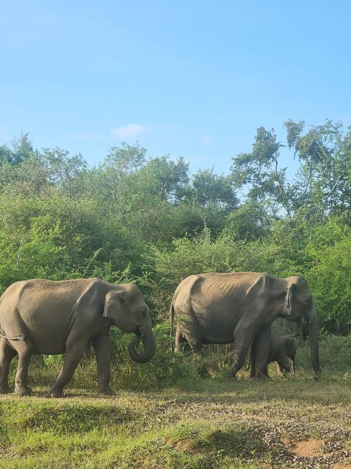 Elephants walking along a grassy road.