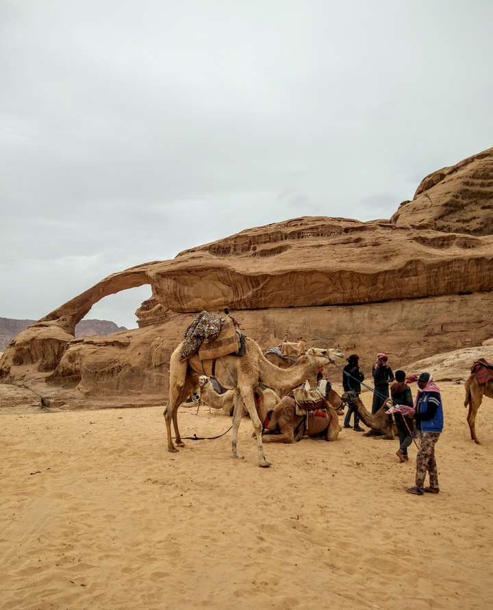 Camels resting near sandstone rock formations.