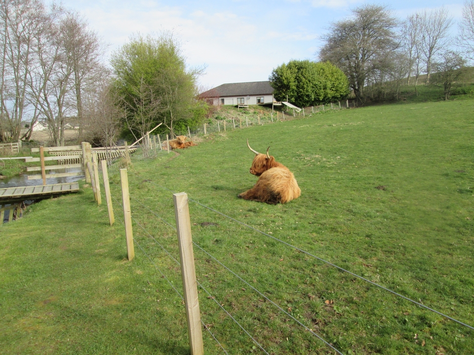 Highland cattle in a grassy field.