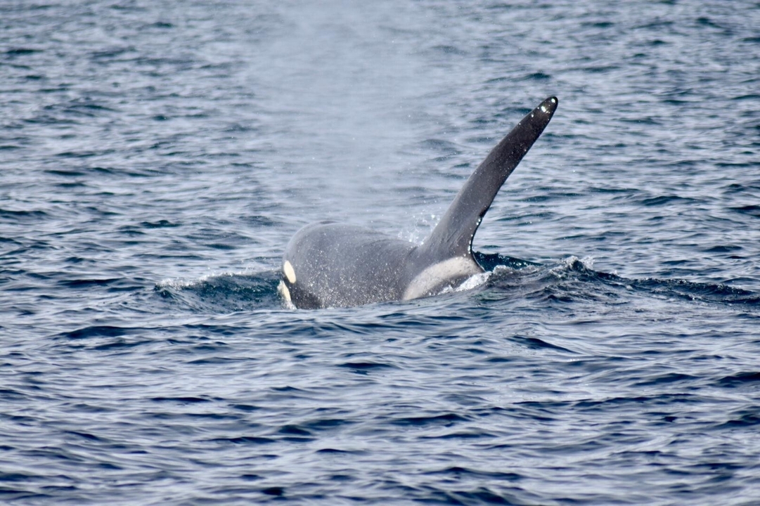 Northern lights captured at night with some star visibility.