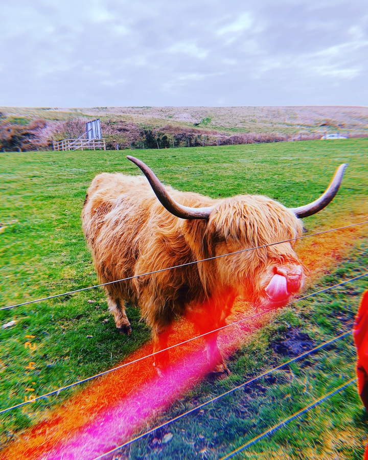 A cow with long horns standing on grass.