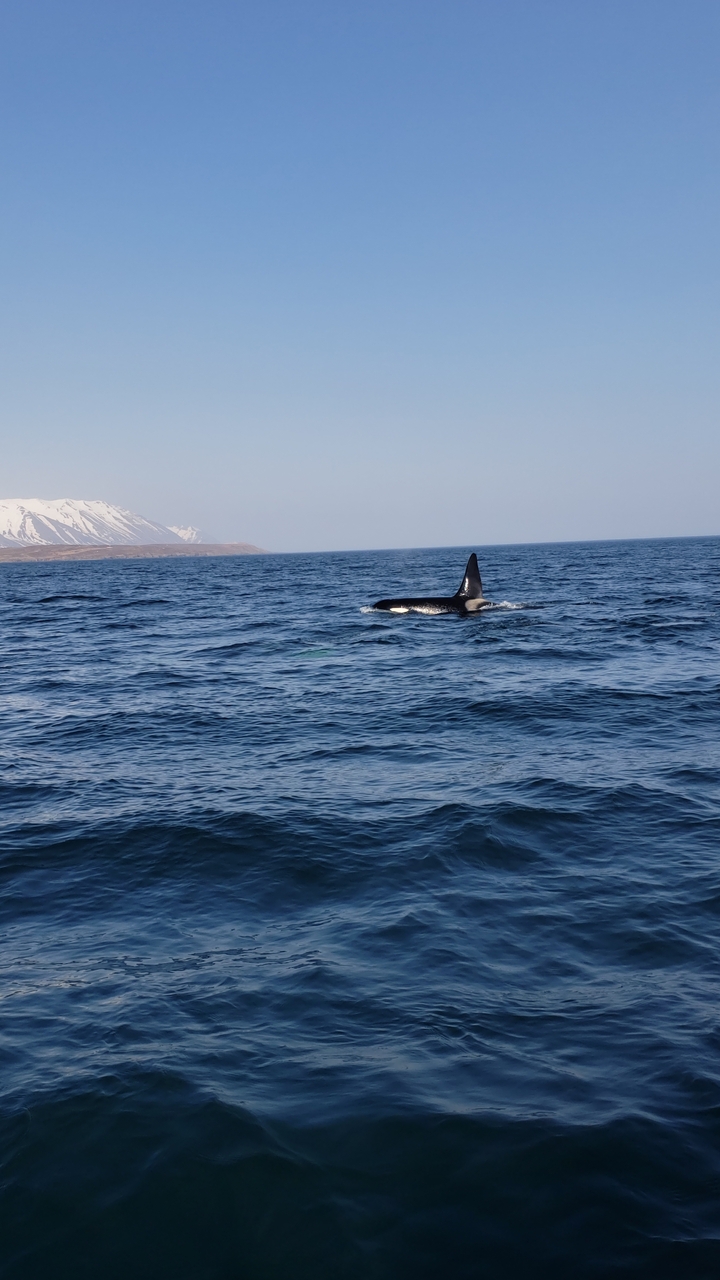 Orca whale breaching in the ocean with snow-capped mountains in the background.