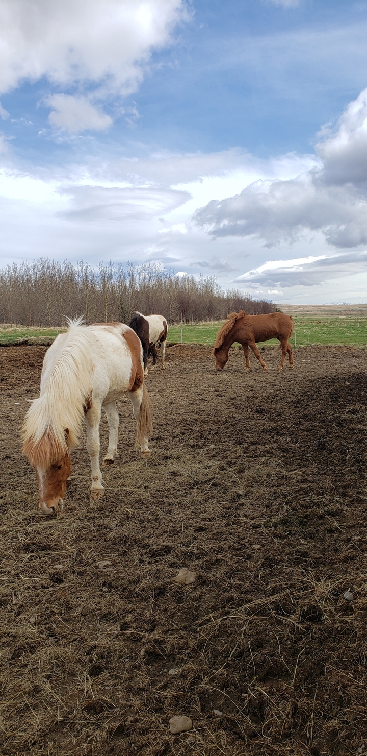 Icelandic horses grazing in a field.