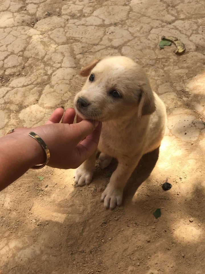 A small puppy being petted by a hand.