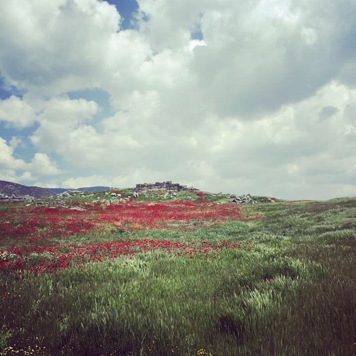 Field of red poppies set against a bright sky.