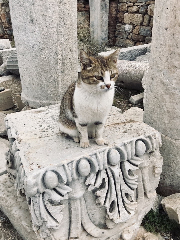 A cat sitting on a carved stone monument.