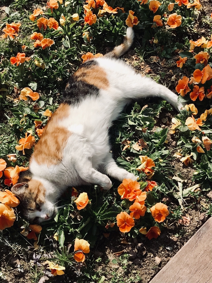 A cat lying on green grass surrounded by orange flowers.