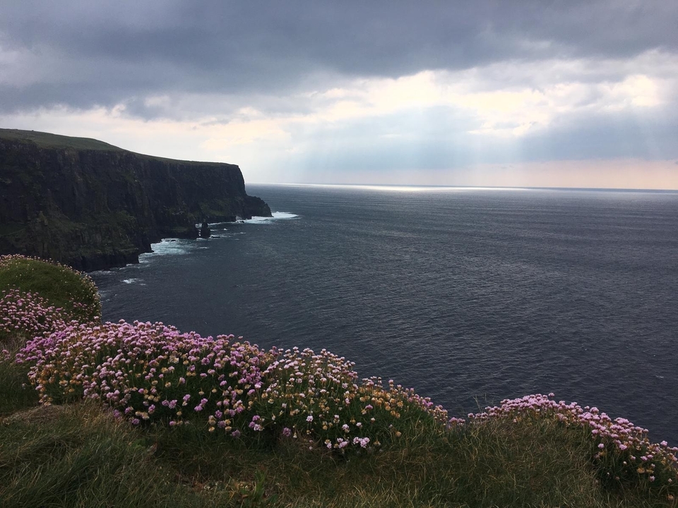 Cliffs overlooking an ocean with purple flowers in the foreground.