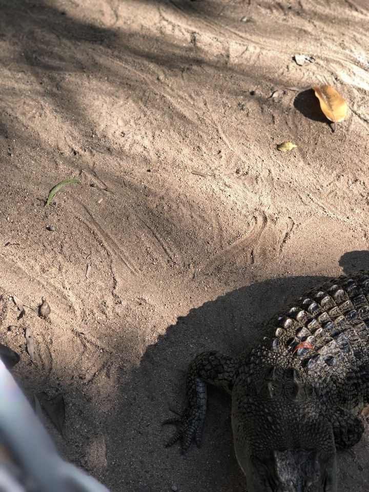 Footprint in the sand with part of a reptile visible.