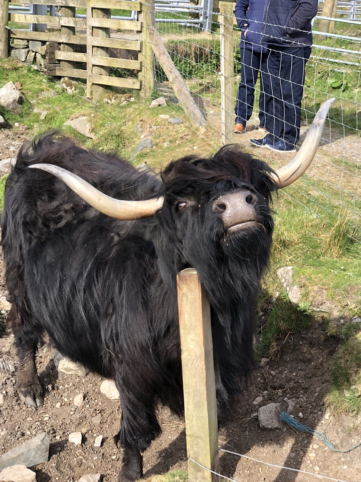 Close-up of a black Highland cow with long horns.