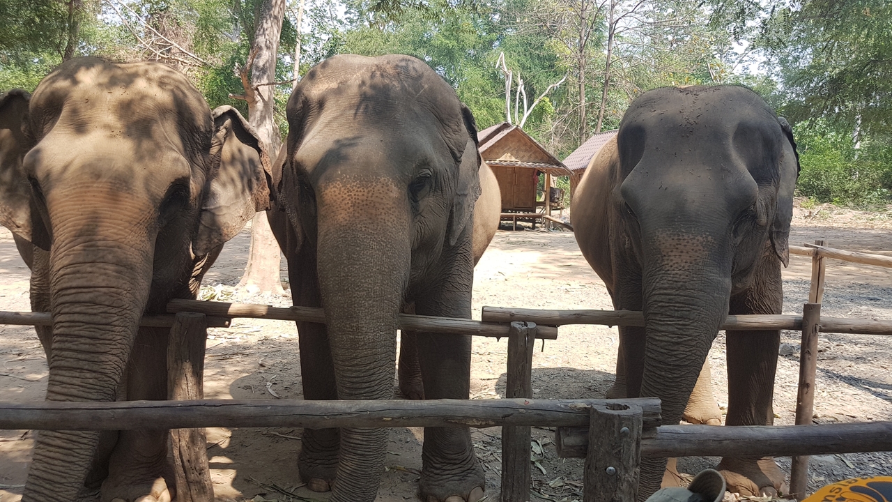 Trois éléphants debout derrière une clôture en bois.