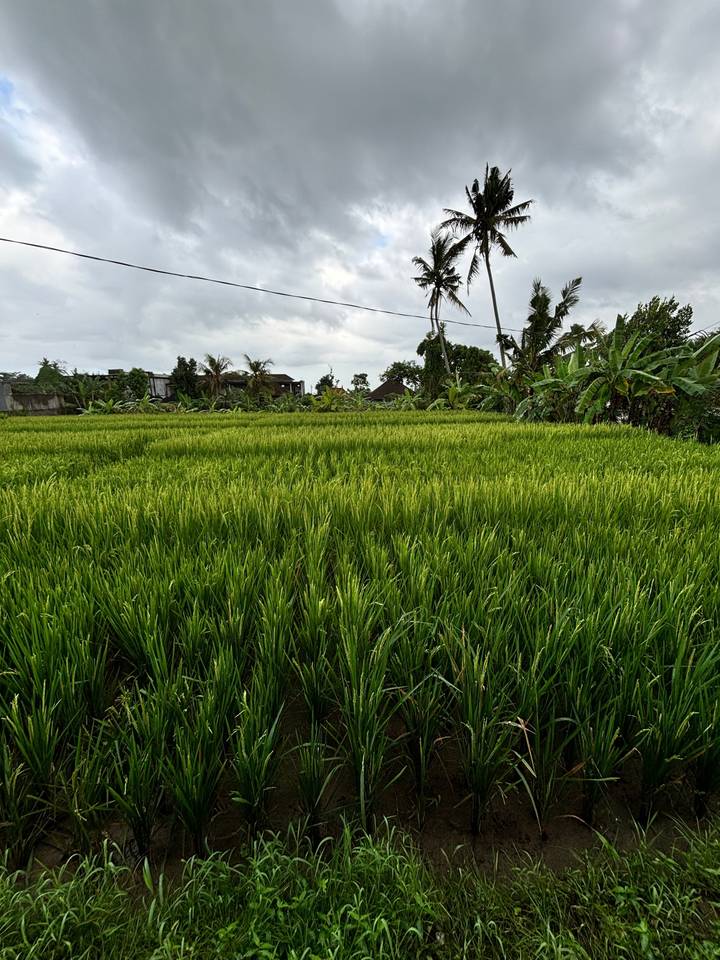 Landscape of lush green rice fields with palm trees.