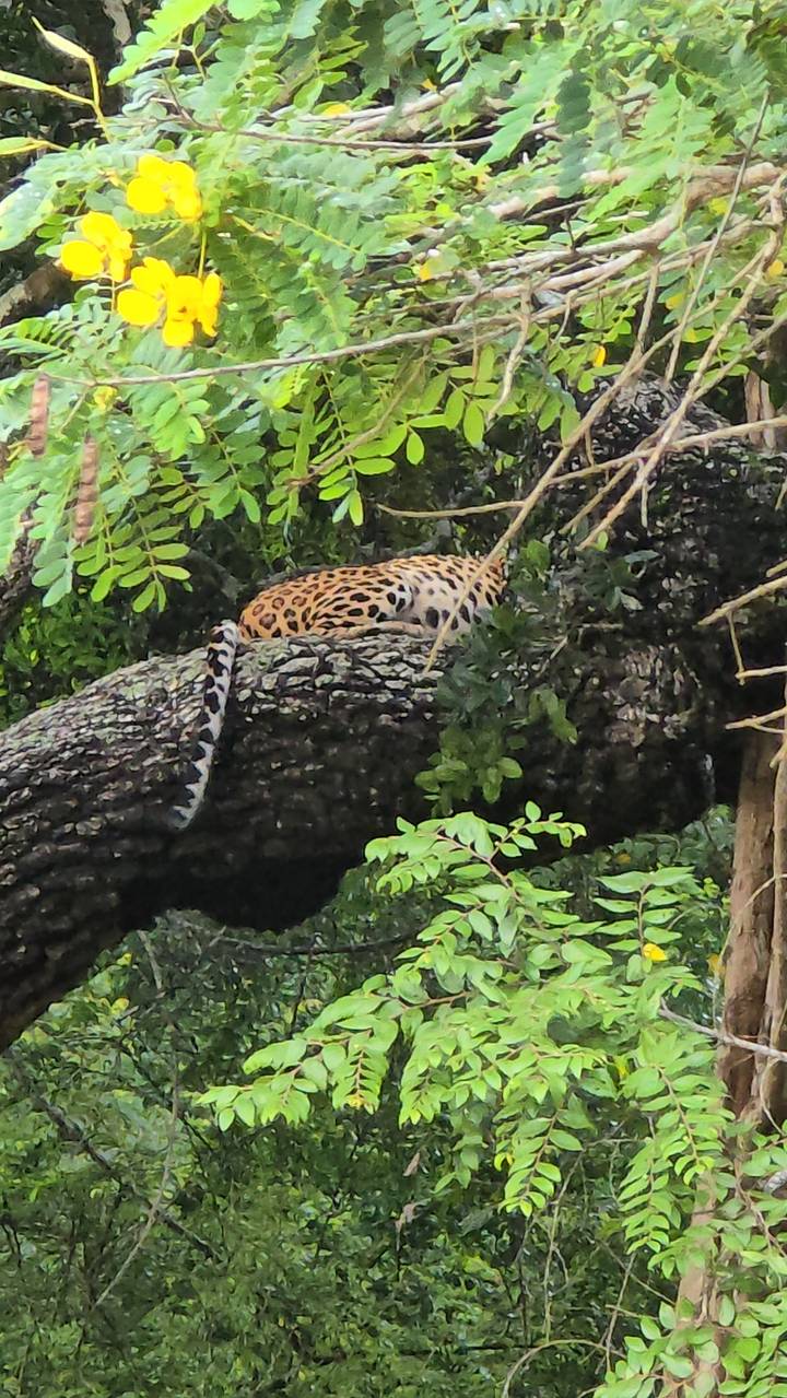 Léopard camouflé dans un arbre au feuillage dense.