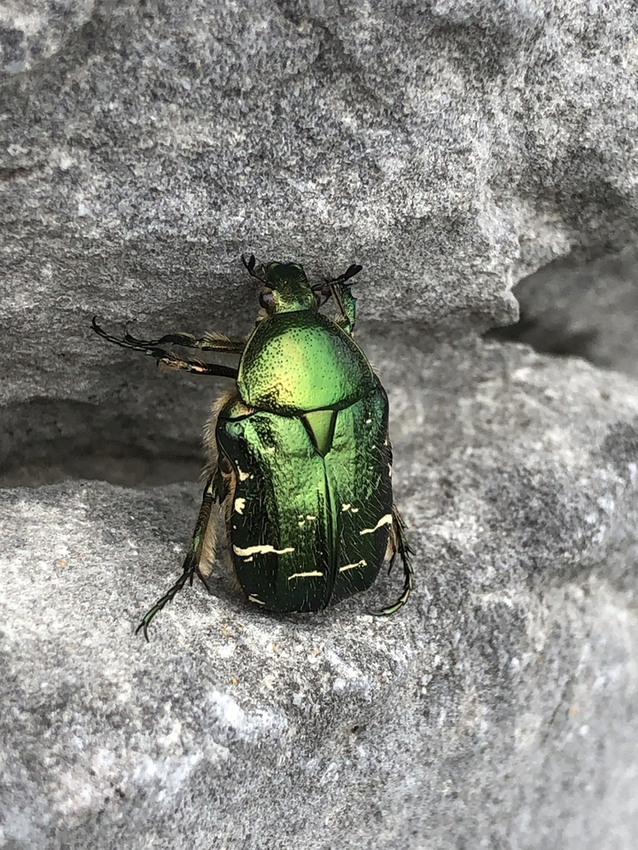 Green beetle on a gray rock surface.