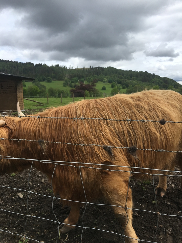 A close-up of a fenced Scottish Highland cow.