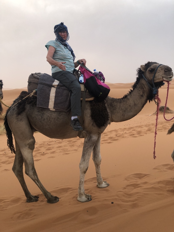 Camel in a desert landscape with sand dunes.