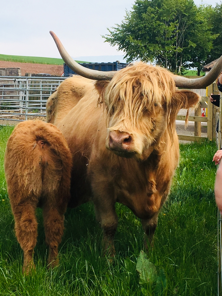 Highland cow standing in a grassy enclosure.