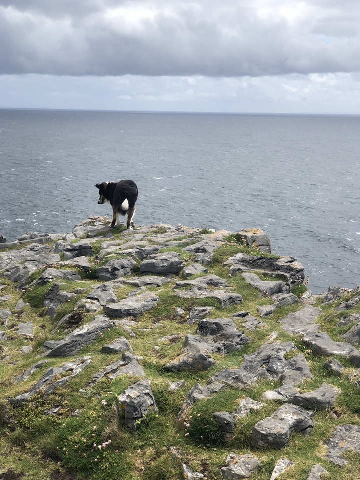 Dog standing on a rocky cliff with ocean in the background.