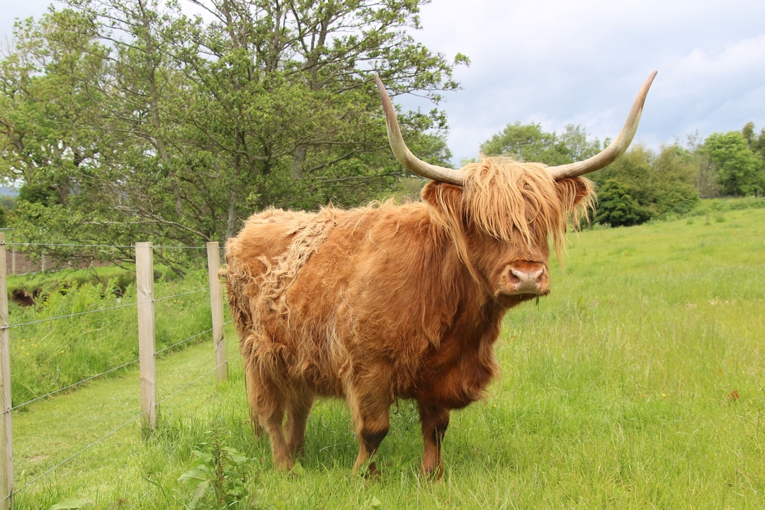 Highland cow standing in a green field.