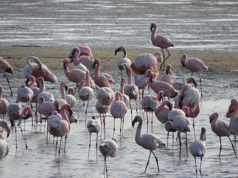 Flock of flamingos standing in water.