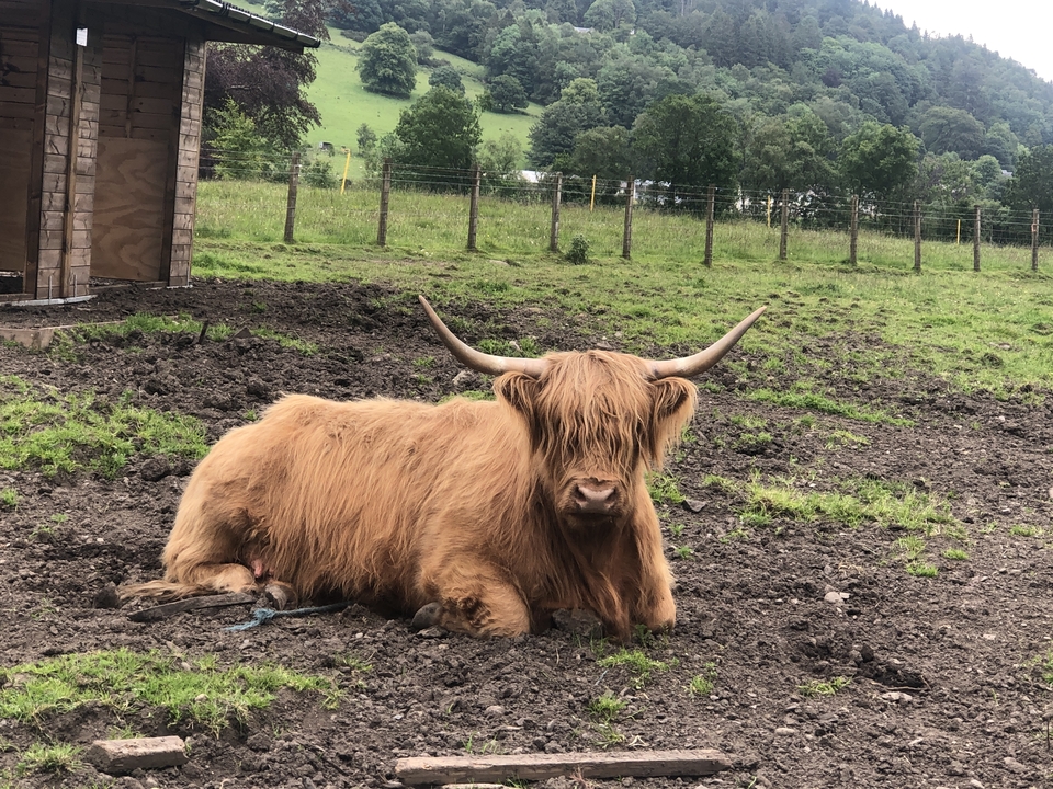 A Highland cow lying on the ground in a fenced area.