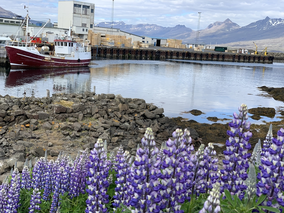 Boat and flowers with a dock in the background.