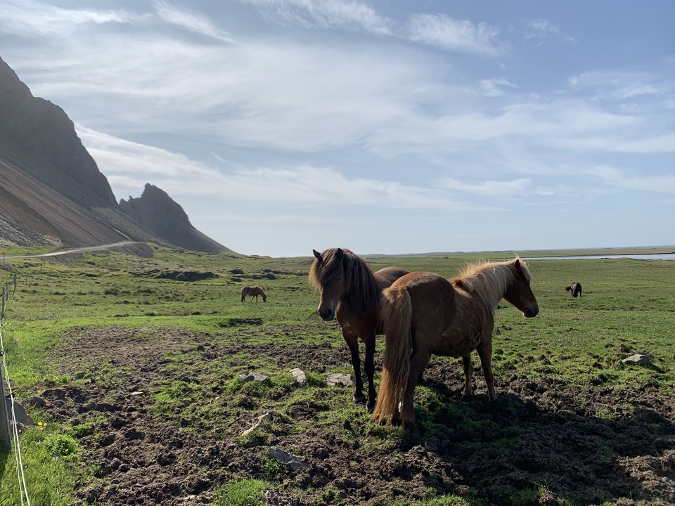 Icelandic horses in a grassy field with mountains in the background on a sunny day.